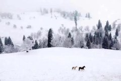 边塞经典诗词有哪些（十首唯美边塞雪景诗）