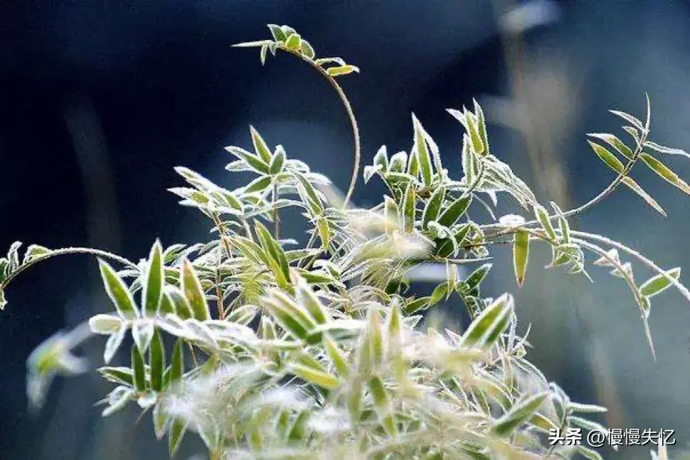 秋日望月唯美古诗（17首唯美秋日诗词）