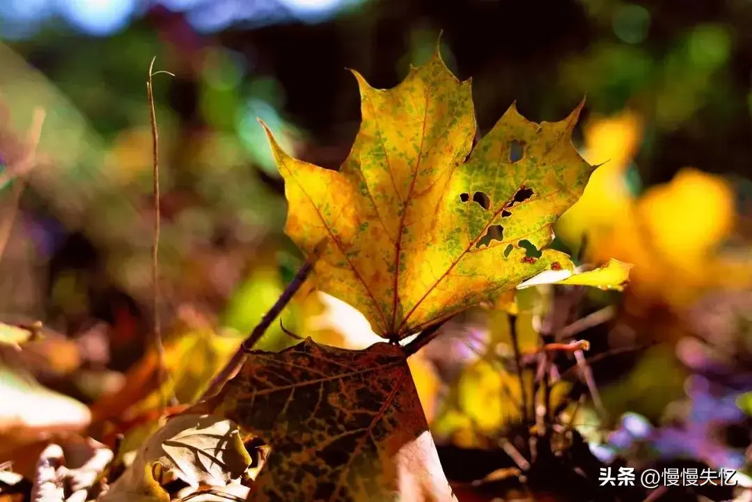 秋日唯美古诗大全（十首秋日唯美宋词）