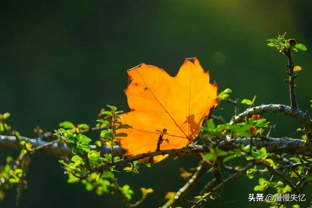 秋日唯美古诗大全（十首秋日唯美宋词）