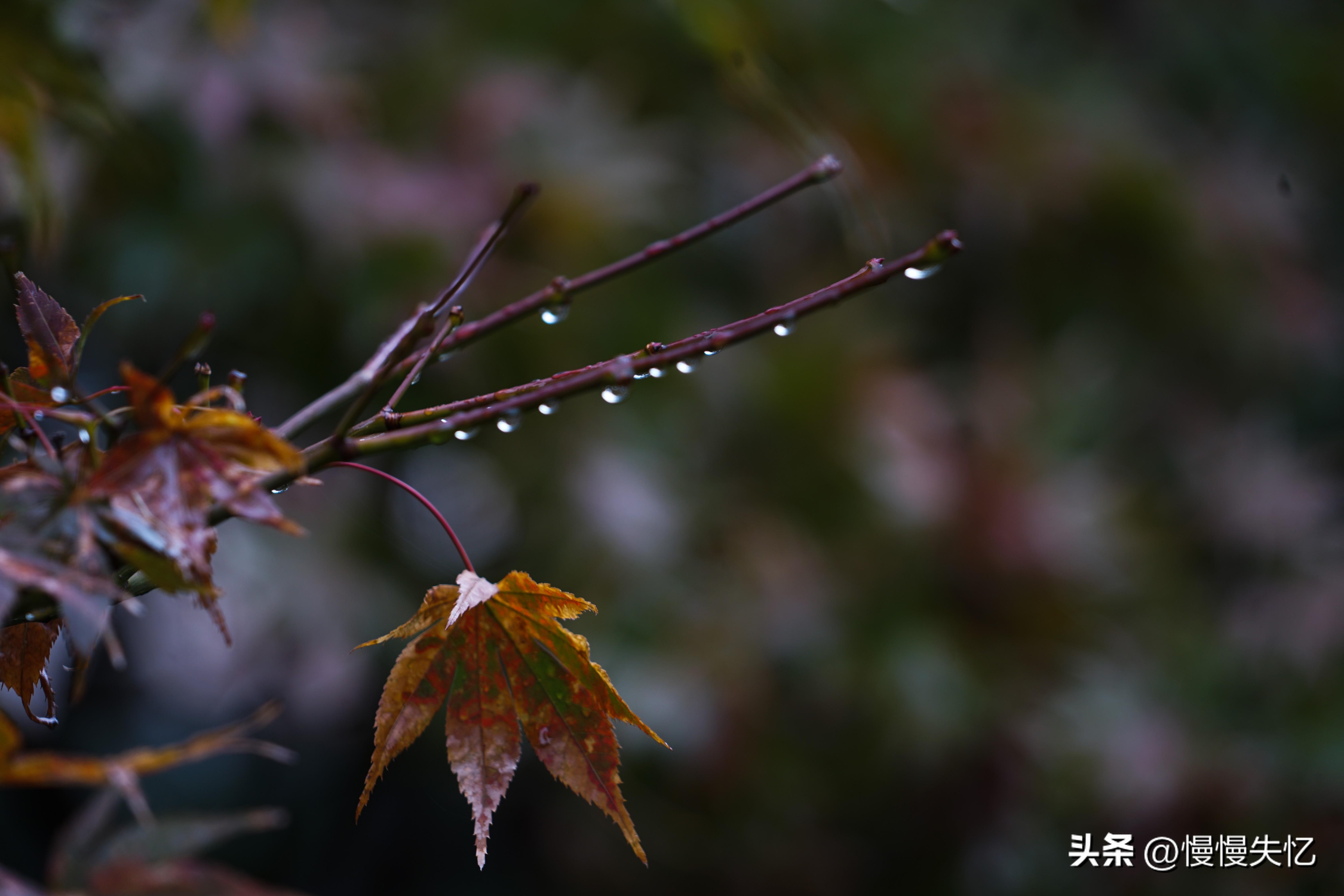 秋日唯美古诗大全（十首秋日唯美宋词）