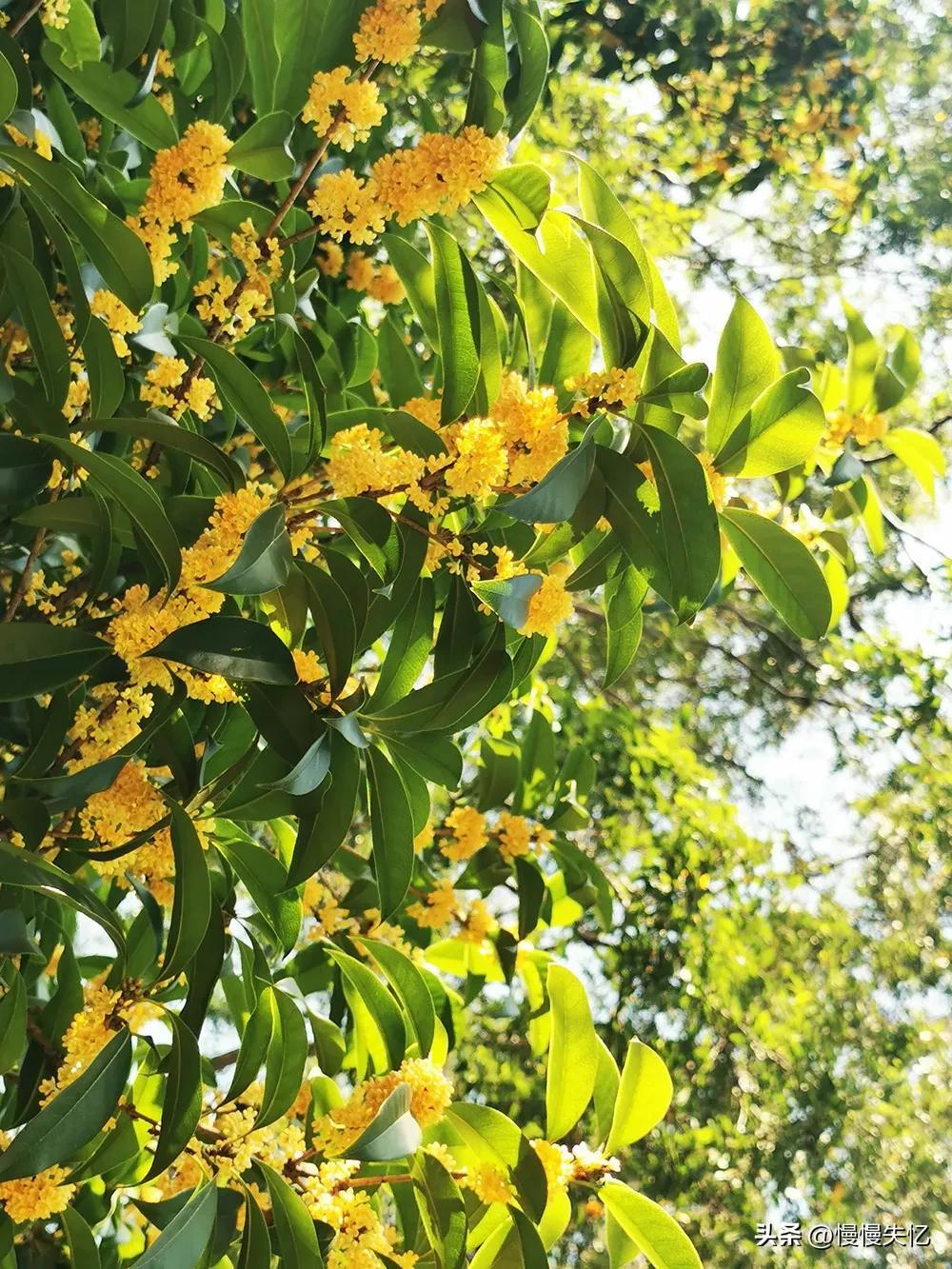 咏花经典诗词有哪些（50首优美的咏花诗词）