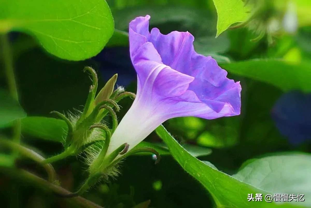 夏日岁月经典诗词（二十首夏日唯美古诗）