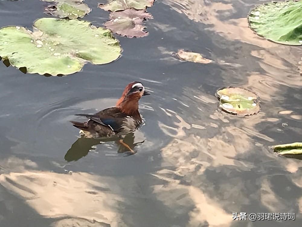 悲伤经典古诗名句（10首悲伤的诗词）