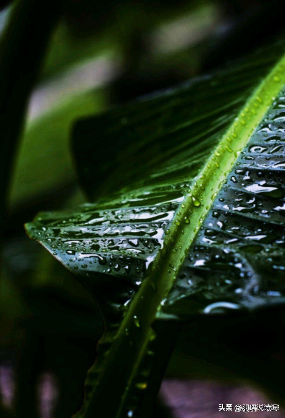 形容落叶满地金黄的诗句（8首经典秋雨诗词）