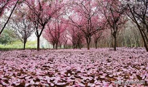 木兰花经典诗词鉴赏，11首唯美《木兰花》