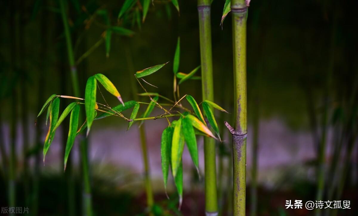 咏竹经典诗词有哪些（推荐十首咏竹古诗）