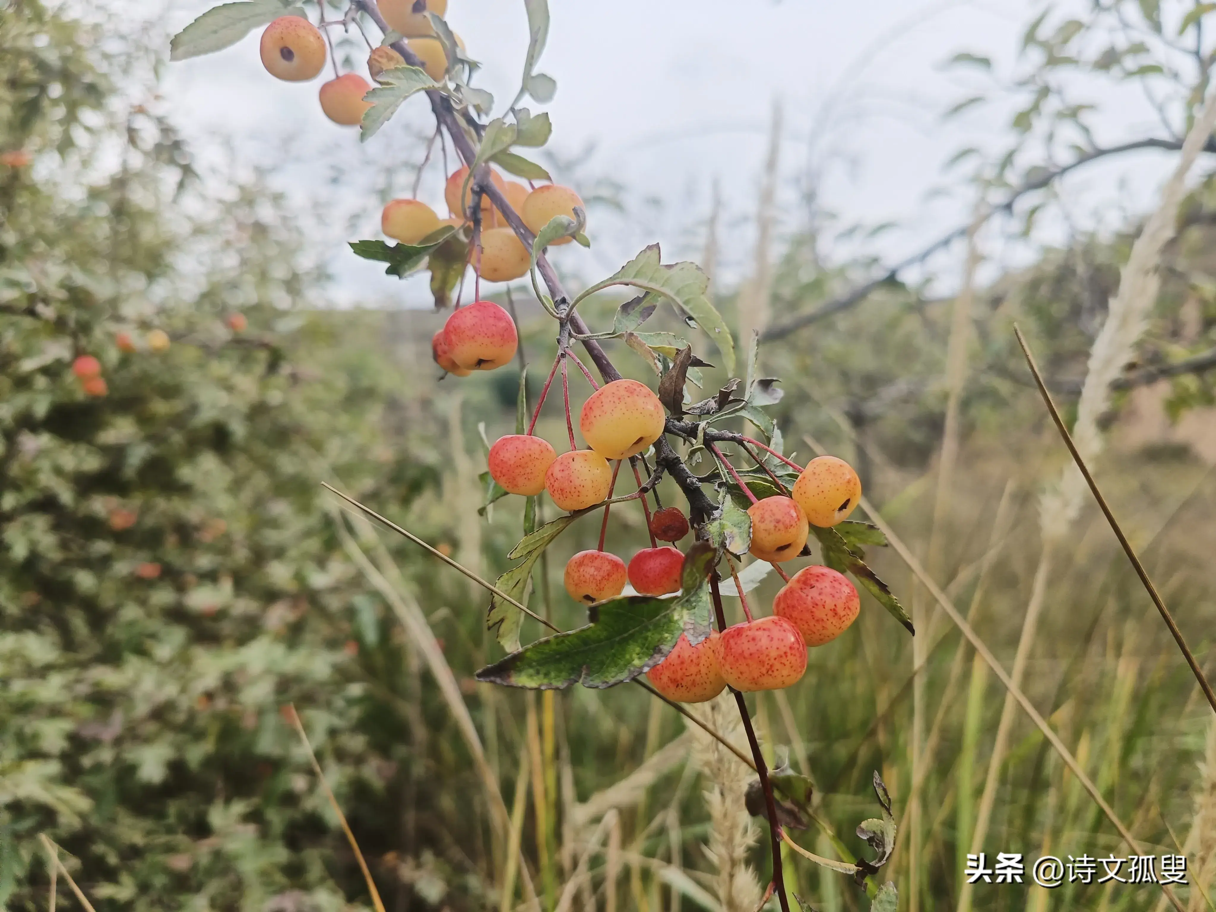 重阳经典诗词鉴赏（重阳节经典古诗词）