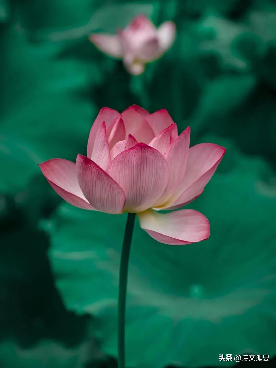 荷花意境经典诗词（经典的十首写荷花古诗词）