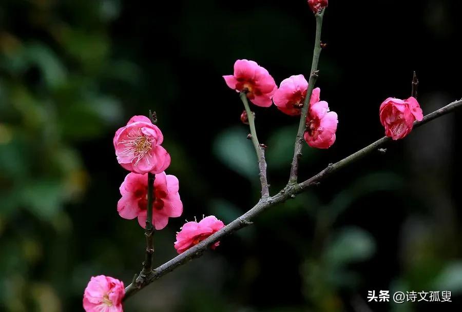 梅花咏雪经典诗词（十首梅花诗词）