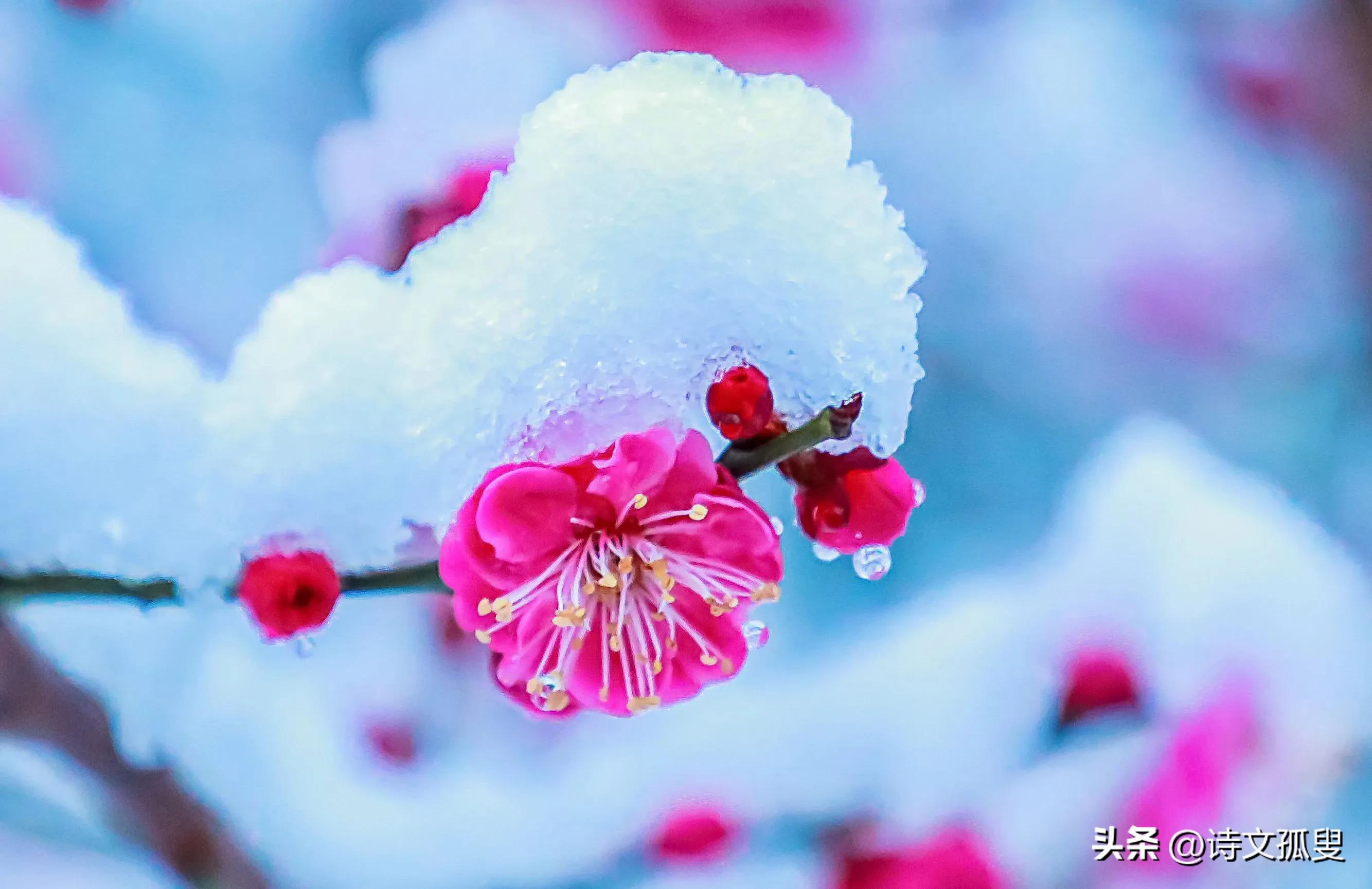 梅花咏雪经典诗词（十首梅花诗词）