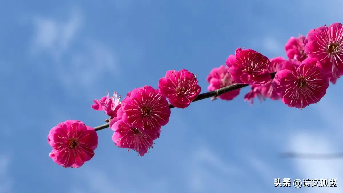 梅花咏雪经典诗词（十首梅花诗词）