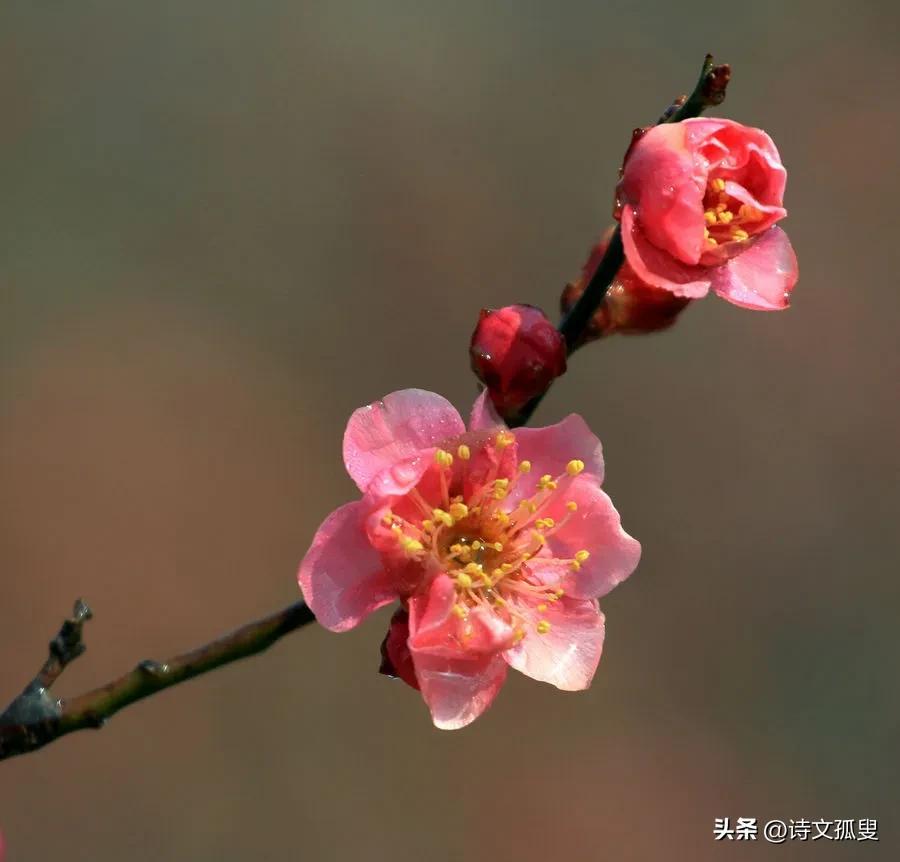 梅花咏雪经典诗词（十首梅花诗词）