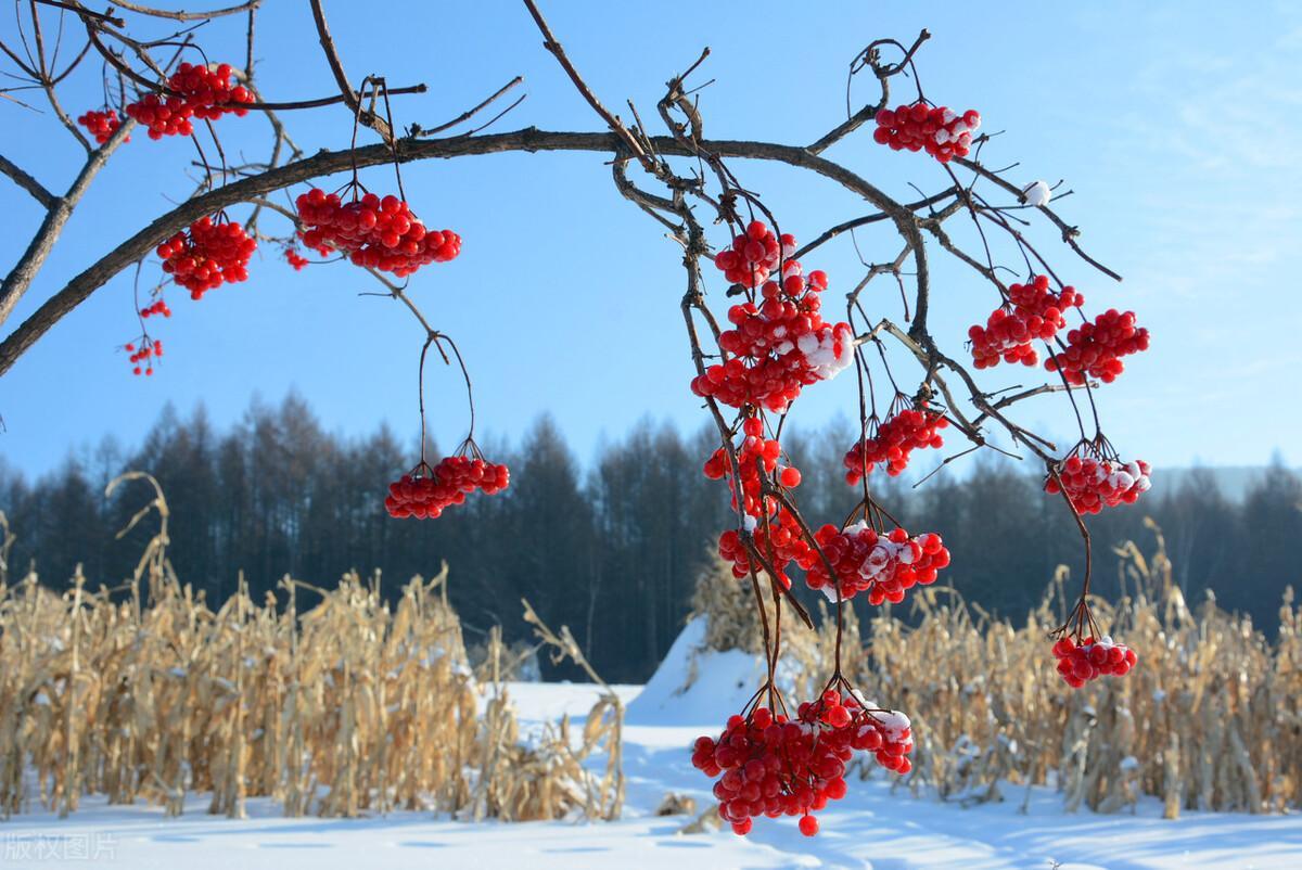 冬雪唯美古诗大全（十首意境绝美的冬雪诗词）