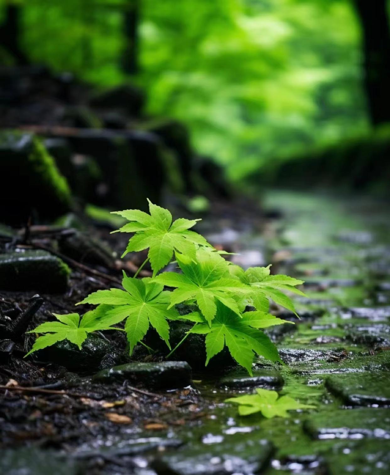 人生唯美古诗大全（青苔问红叶，何物是斜阳）