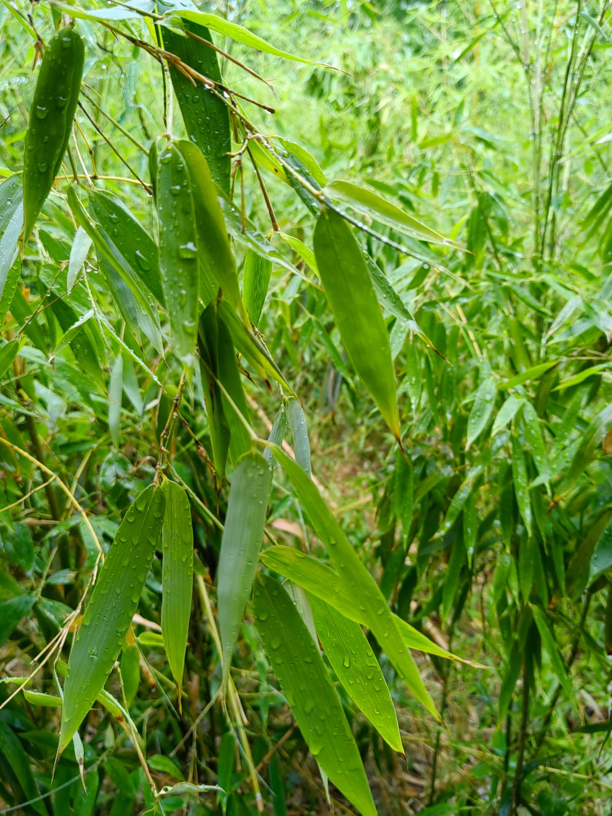 雨洗娟娟净，风吹细细香（精选十首唯美咏竹古诗）