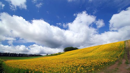 端午的节日高中作文（《端午节的习俗》）