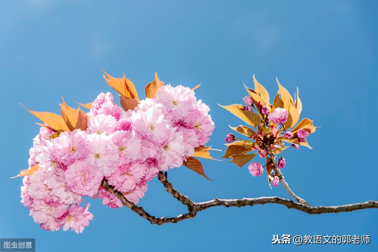 写花好句摘抄（缤纷的花海，绚烂的色彩，感受自然的美好）