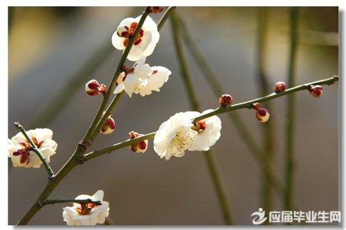 写花好句摘抄（缤纷的花海，绚烂的色彩，感受自然的美好）