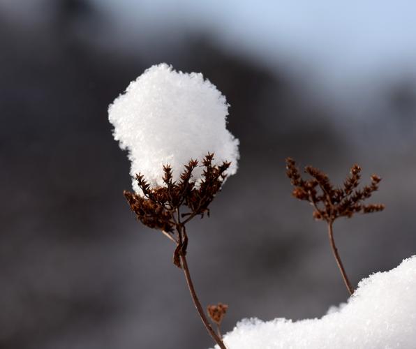 冬天第一场雪句子（冬天的第一场雪）