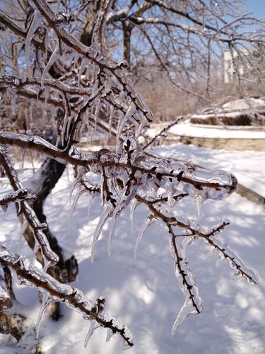 冬天第一场雪句子（冬天的第一场雪）