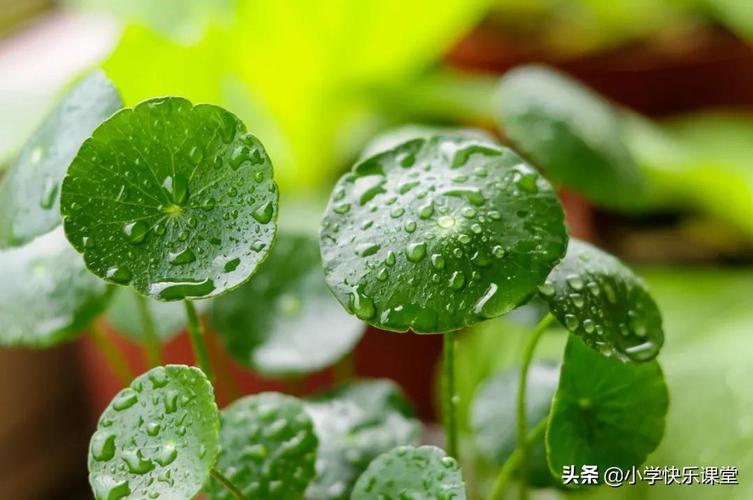 描写春雨的句子 超优美的句子（春雨的美丽诗篇）