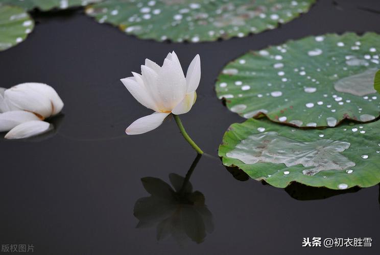 关于处暑的说说（细数夏日，静待凉秋）