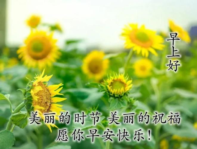 有关每日晨语问候早安精选的短句（清晨美好，问候送来）