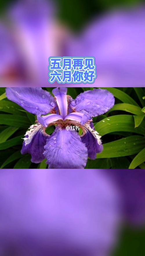 有关六月你好句子范例160条的好句有哪些（以唯美短句留住时光）