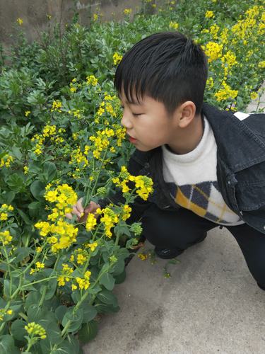 我喜欢的植物命题作文（《樱花的告白》）