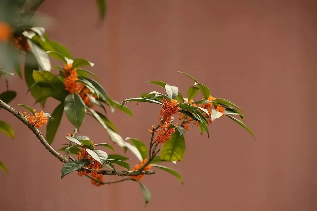 桂花诗词古句有哪些（五首桂花经典诗词）