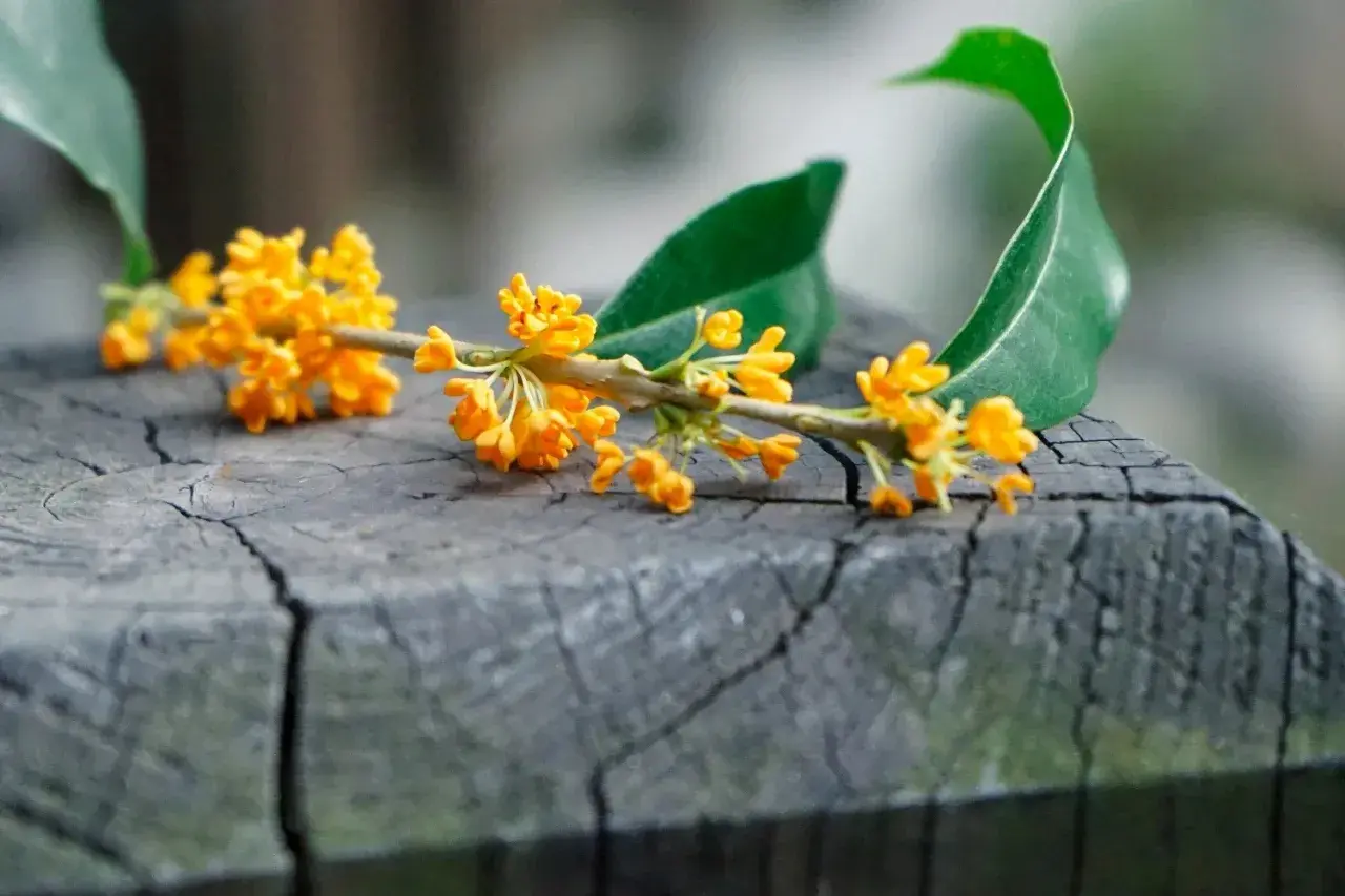 桂花诗词古句有哪些（五首桂花经典诗词）