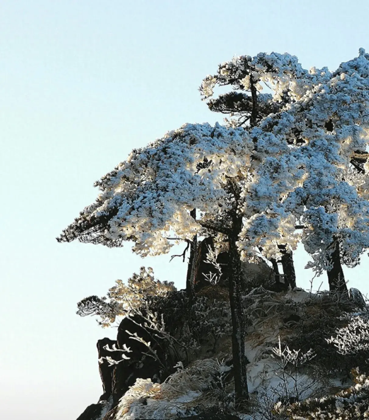 何当凌云霄，直上数千尺（八首经典咏松古诗）