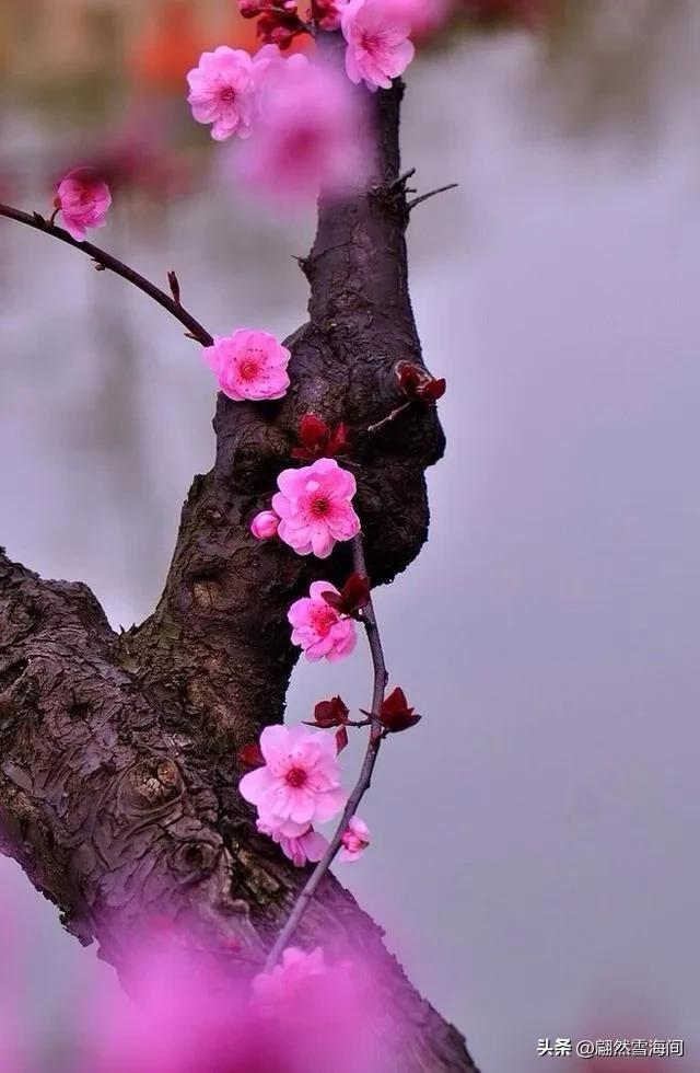 梅花经典诗词有哪些（20句经典梅花古诗词）