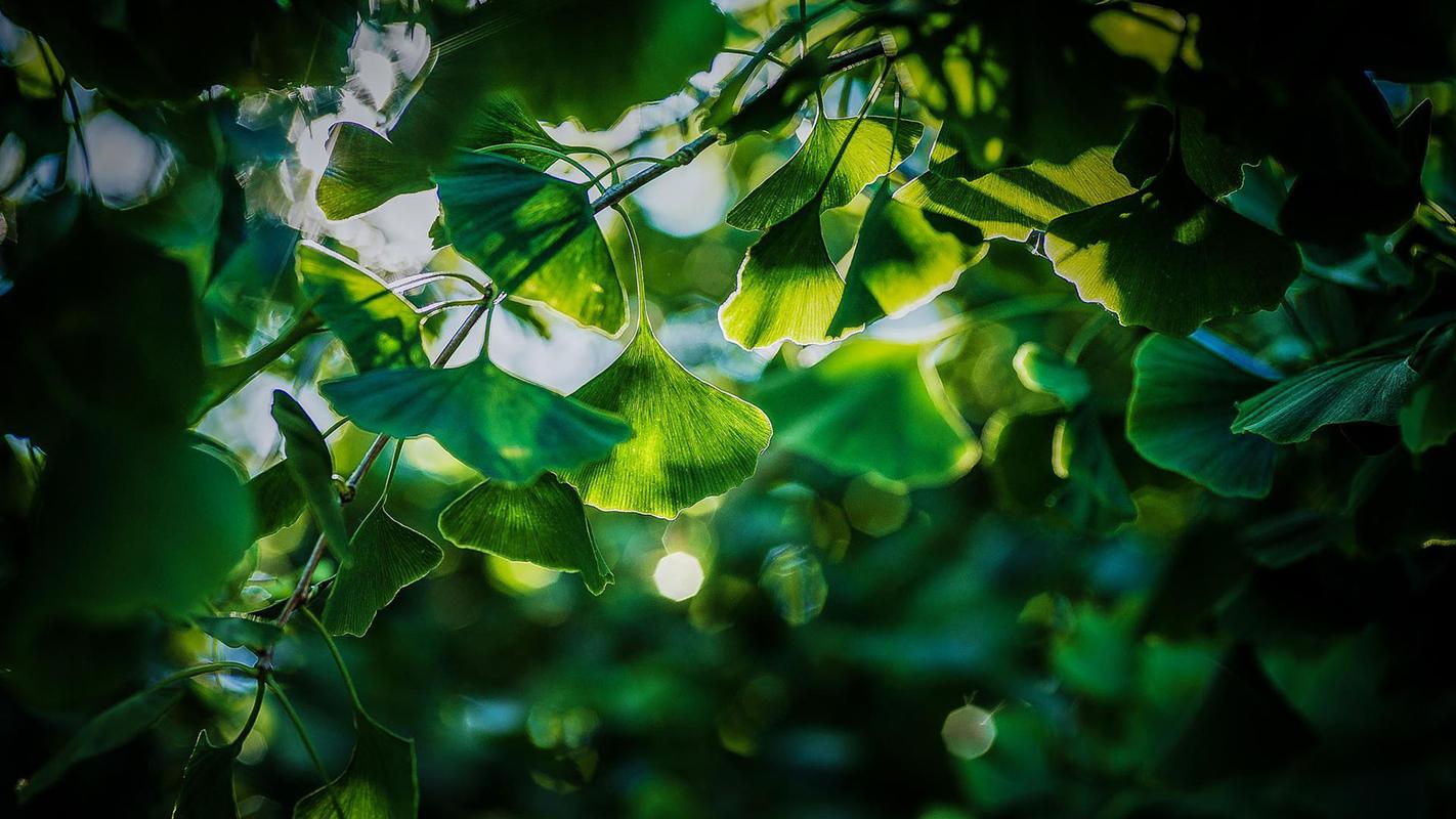 夕阳的写景高中作文（《夏天的写景》）