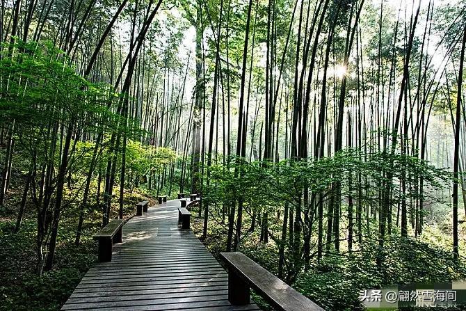 四季青翠，傲骨凌霜（20句写竹的唯美诗词）