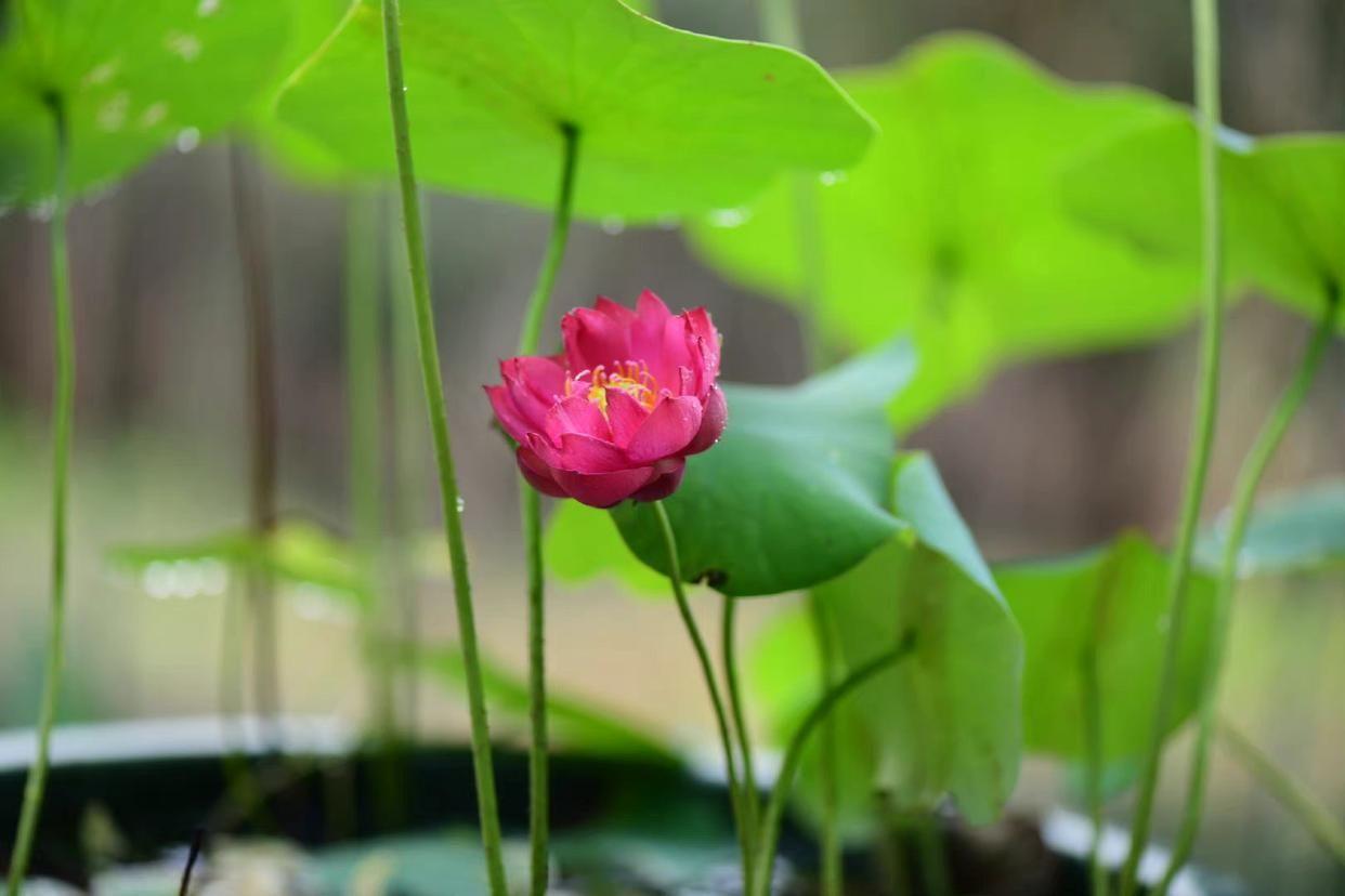 婉约经典诗词有哪些（11首婉约诗词经典）