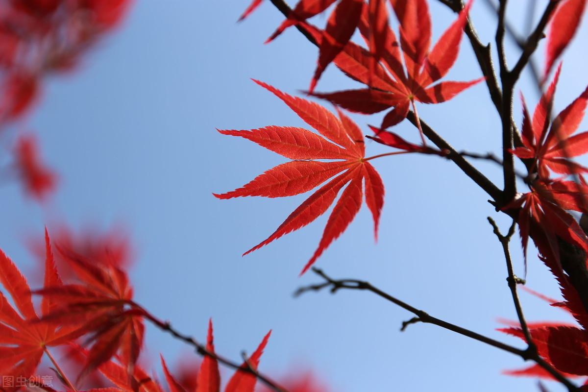 描写红叶的六首诗词赏析（醉美红叶，人间胜景）