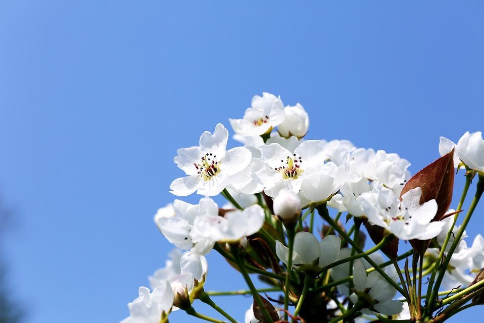 描写梨花的五首诗词（含烟带雨，春色朦胧）