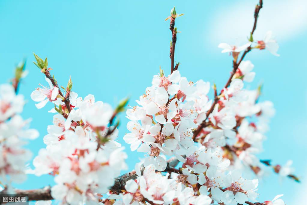 描写杏花的五首经典诗词（杏花微雨，春意阑珊）