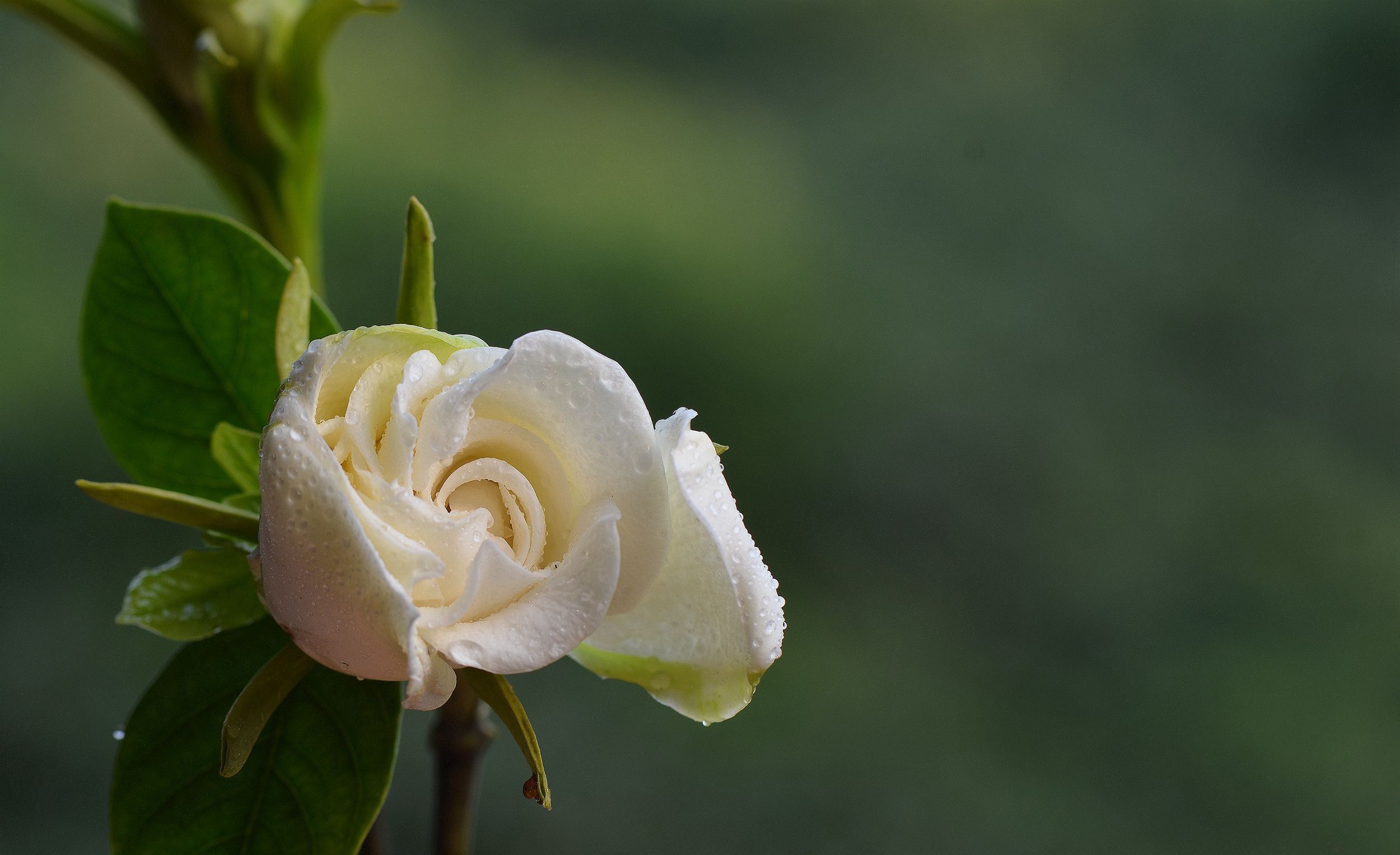 栀子花唯美古诗大全（10首优美栀子花诗）