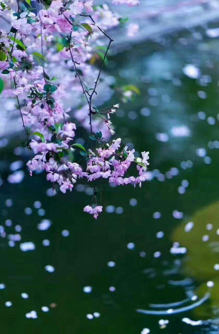 蝶恋花唯美古诗词有哪些（10首《蝶恋花》暮春）