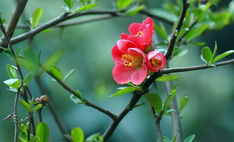 海棠花唯美古诗大全（海棠花10首诗词）