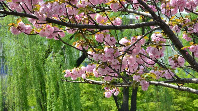 樱花烂漫，堆云叠雪（关于樱花的12首古诗词）