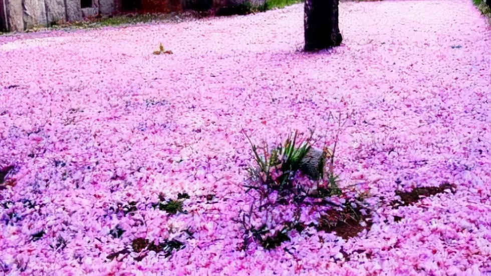 樱花烂漫，堆云叠雪（关于樱花的12首古诗词）