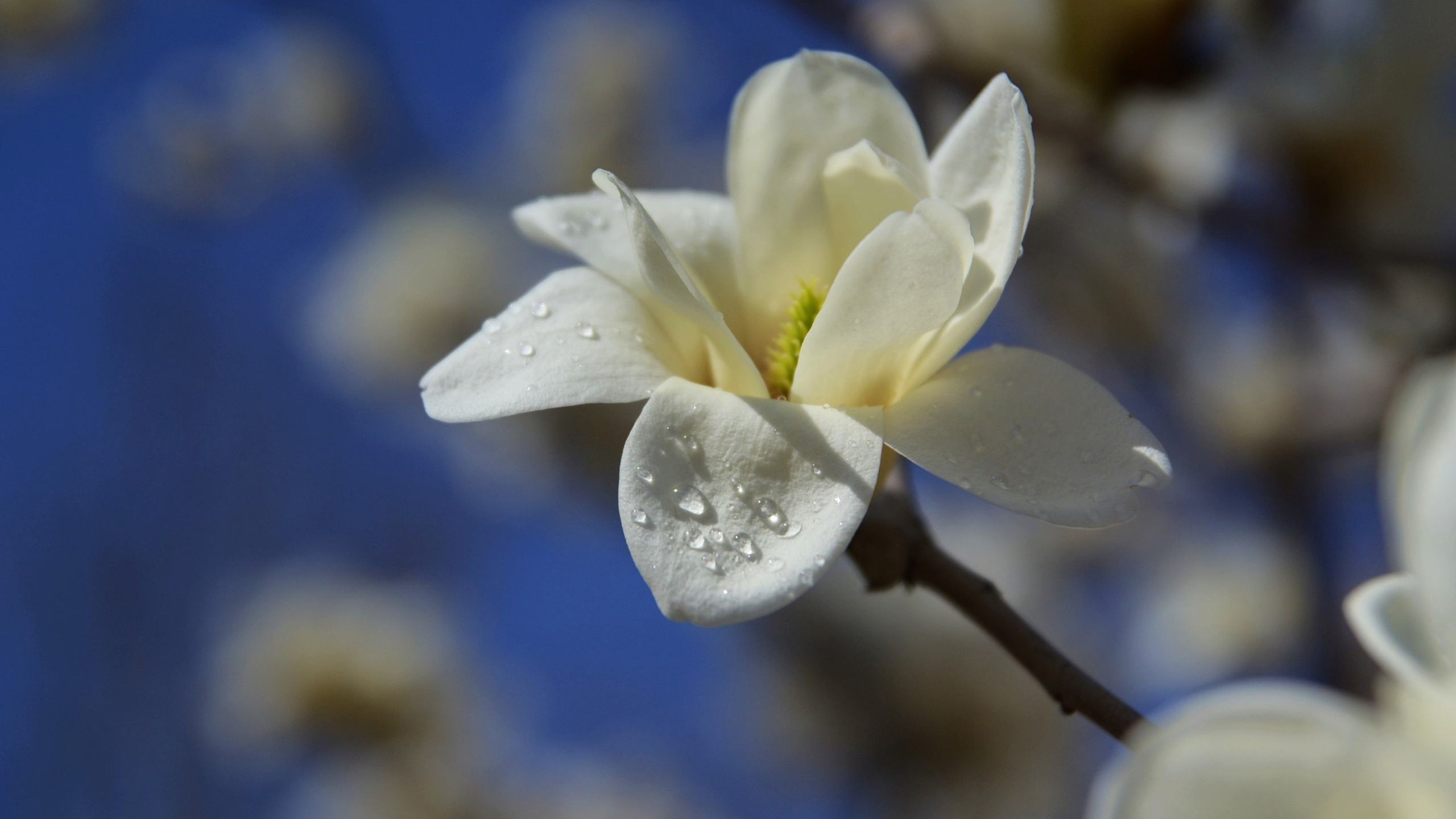 玉兰花唯美古诗大全（10首唯美玉兰花诗词）