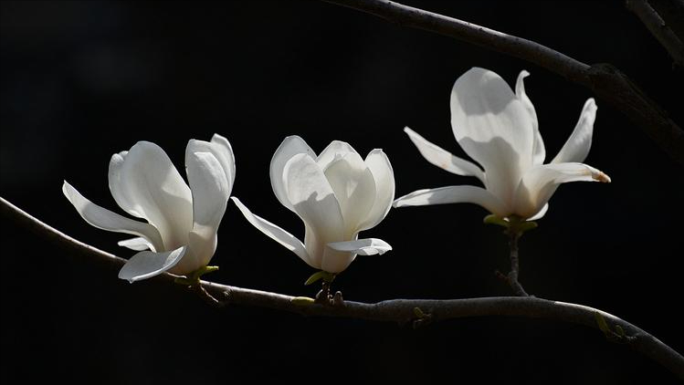 玉兰花唯美古诗大全（10首唯美玉兰花诗词）