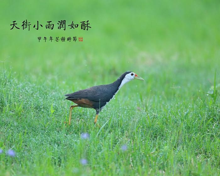 春天唯美古诗大全（关于描写春天的古诗词）