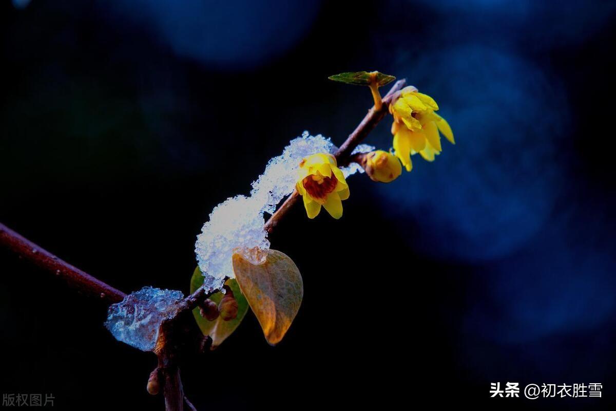 三九梅花诗词五首（九九候占三，林林香动谷）