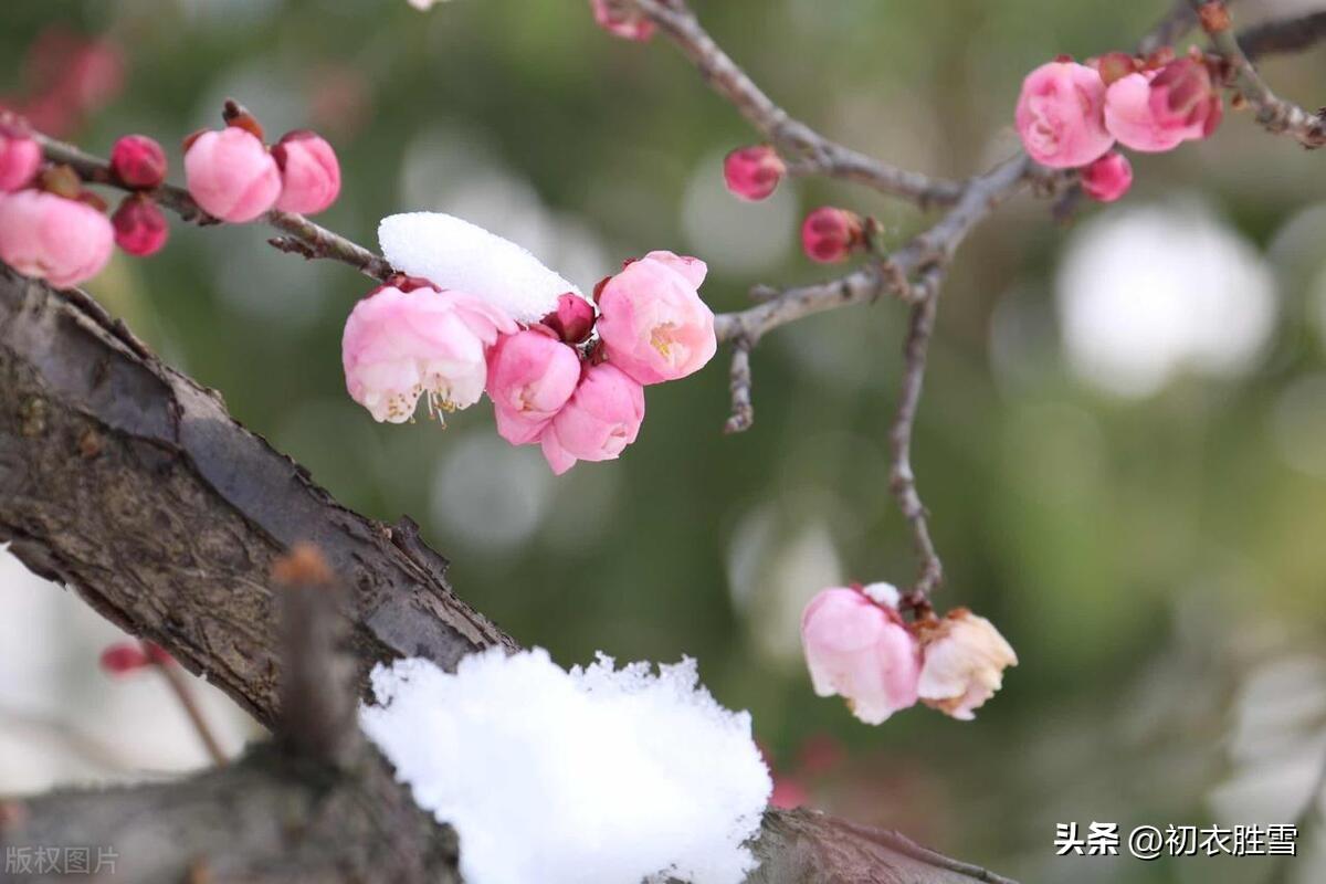 三九梅花诗词五首（九九候占三，林林香动谷）